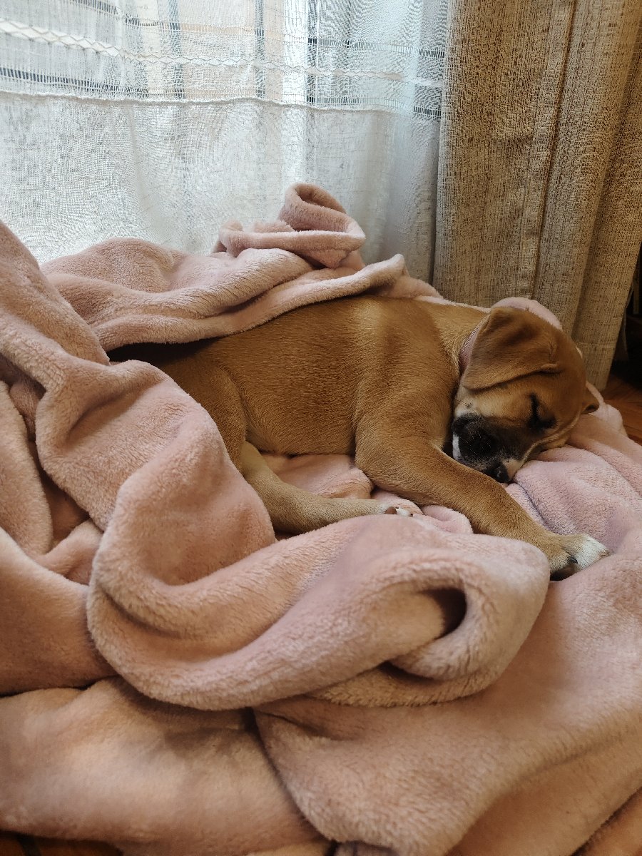 Foto de Perrito