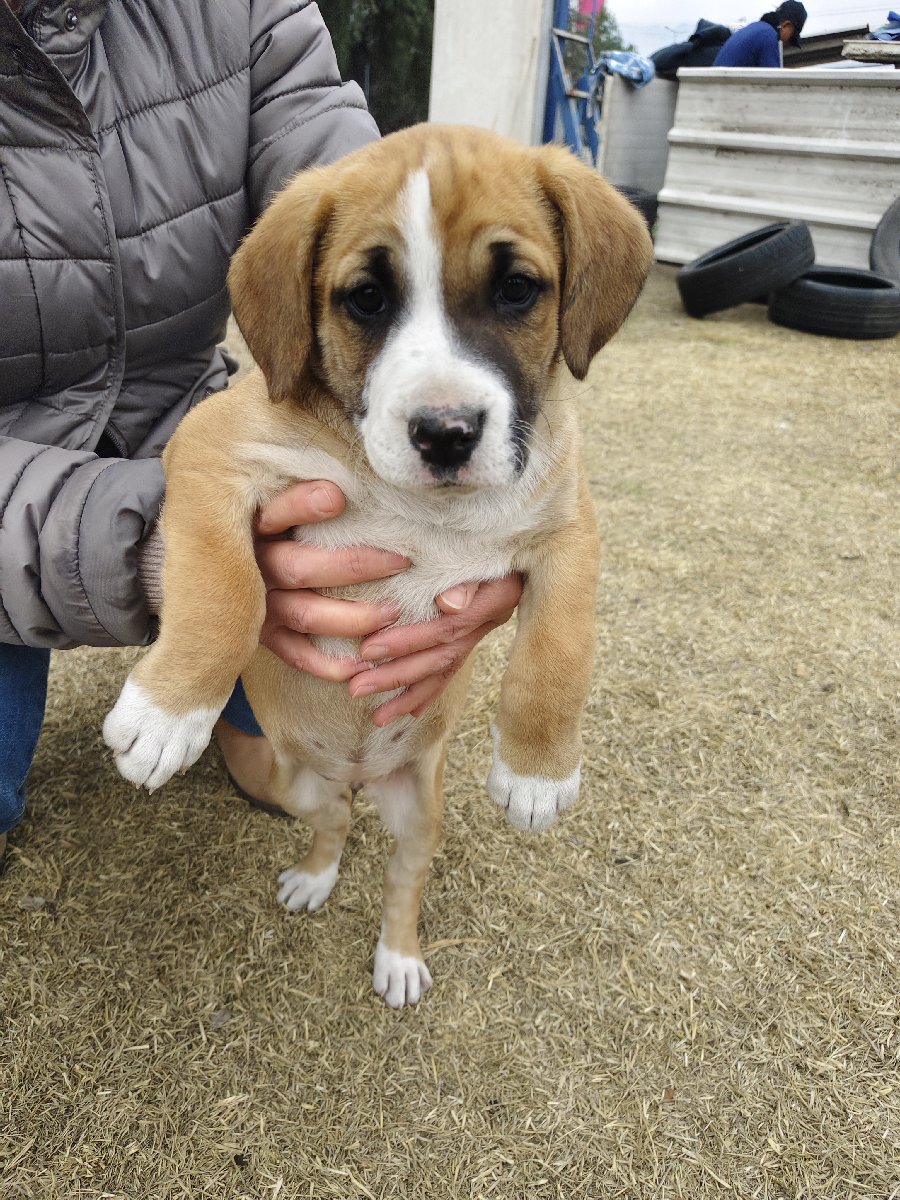 Foto de Perrito
