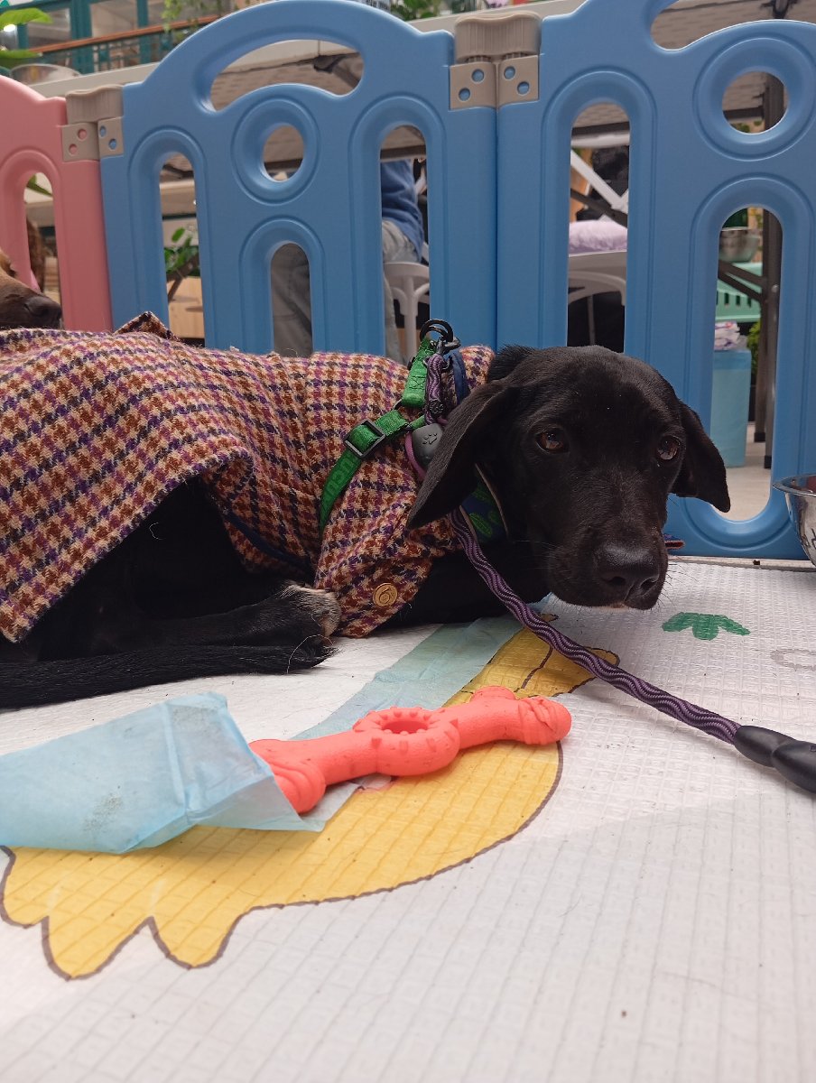 Foto de Perrito