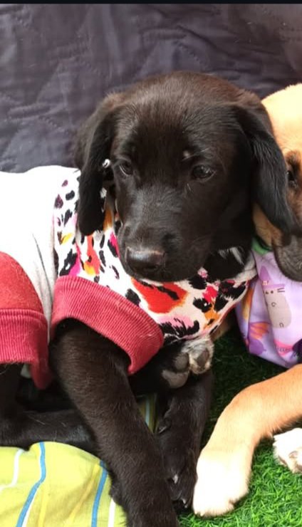Foto de Perrito