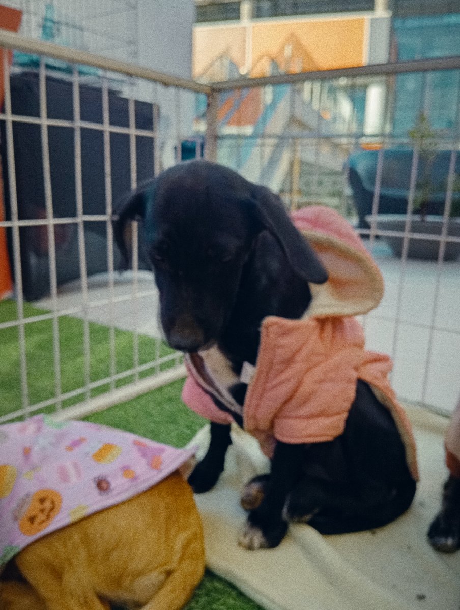 Foto de Perrito