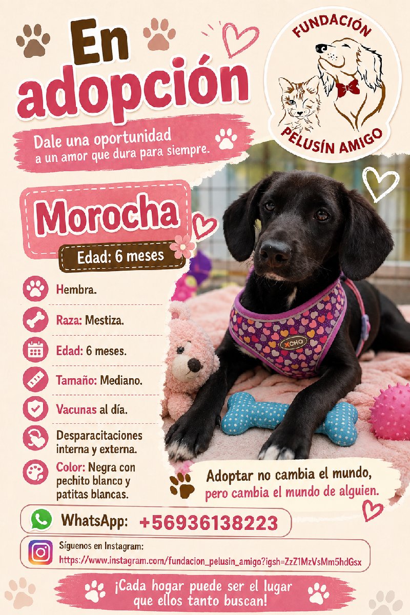 Foto de Perrito