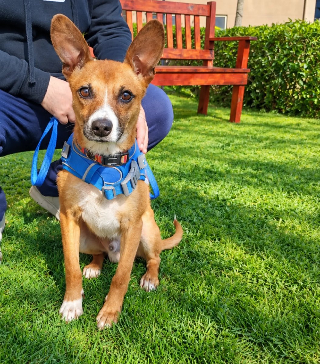 Foto de Gaspar, perro en adopción en Villa Alemana