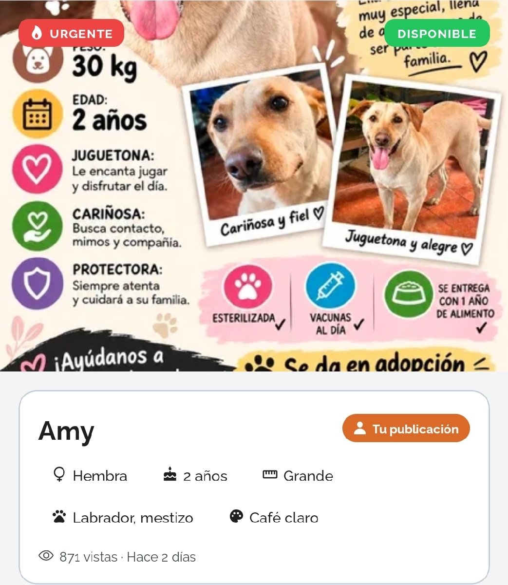 Foto de amy, perro en adopción en Maipú