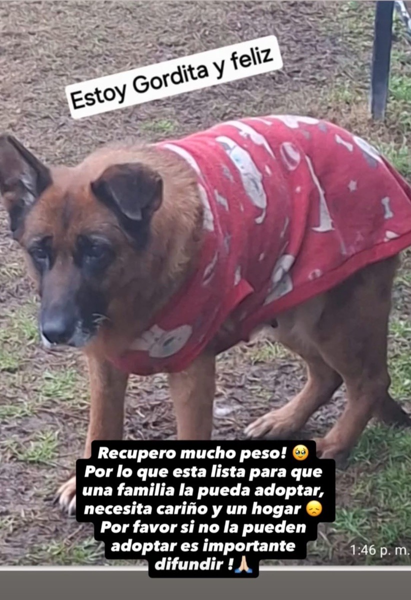 Foto de milagros, perro en adopción en Calera de Tango