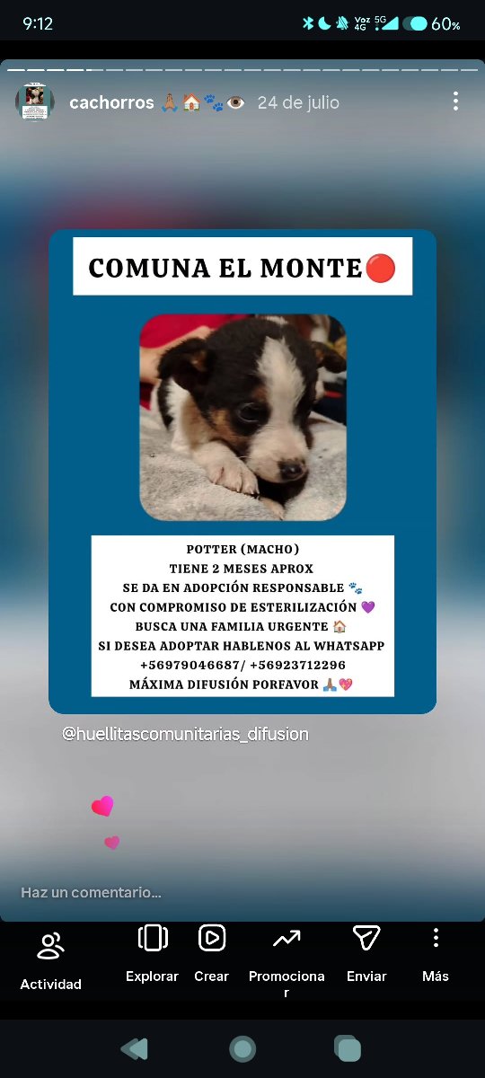 Foto de Potter y sus hermanitos buscan hogar urgente 🔴