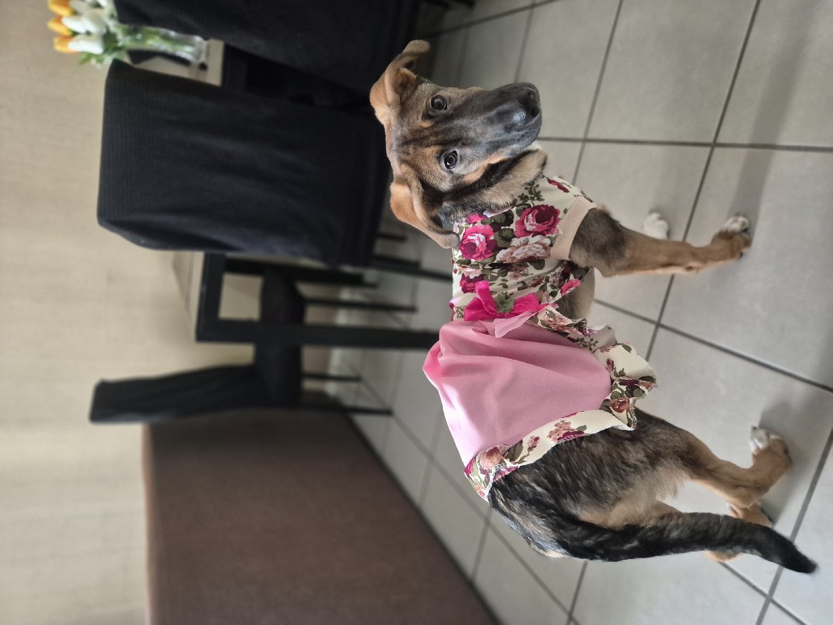Foto de Perrito
