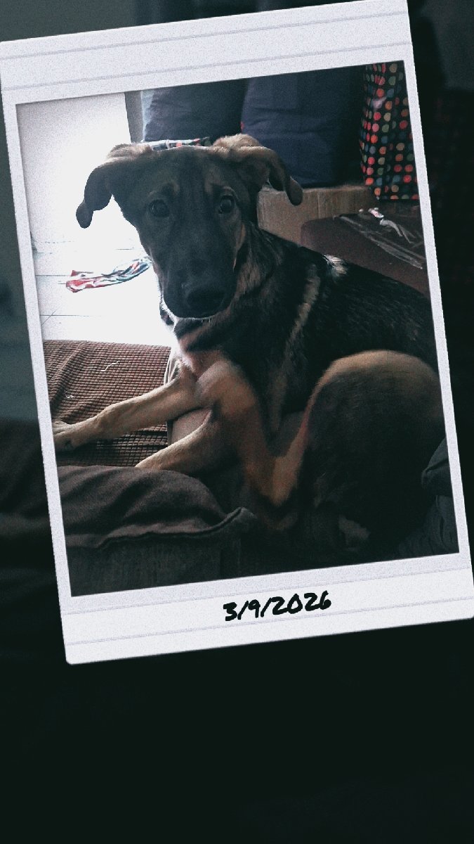 Foto de Perrito
