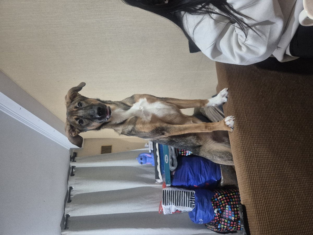 Foto de Perrito