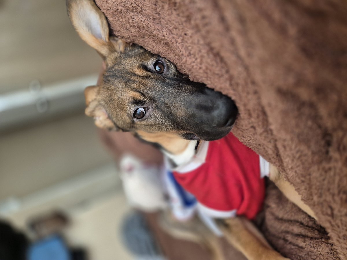 Foto de Perrito
