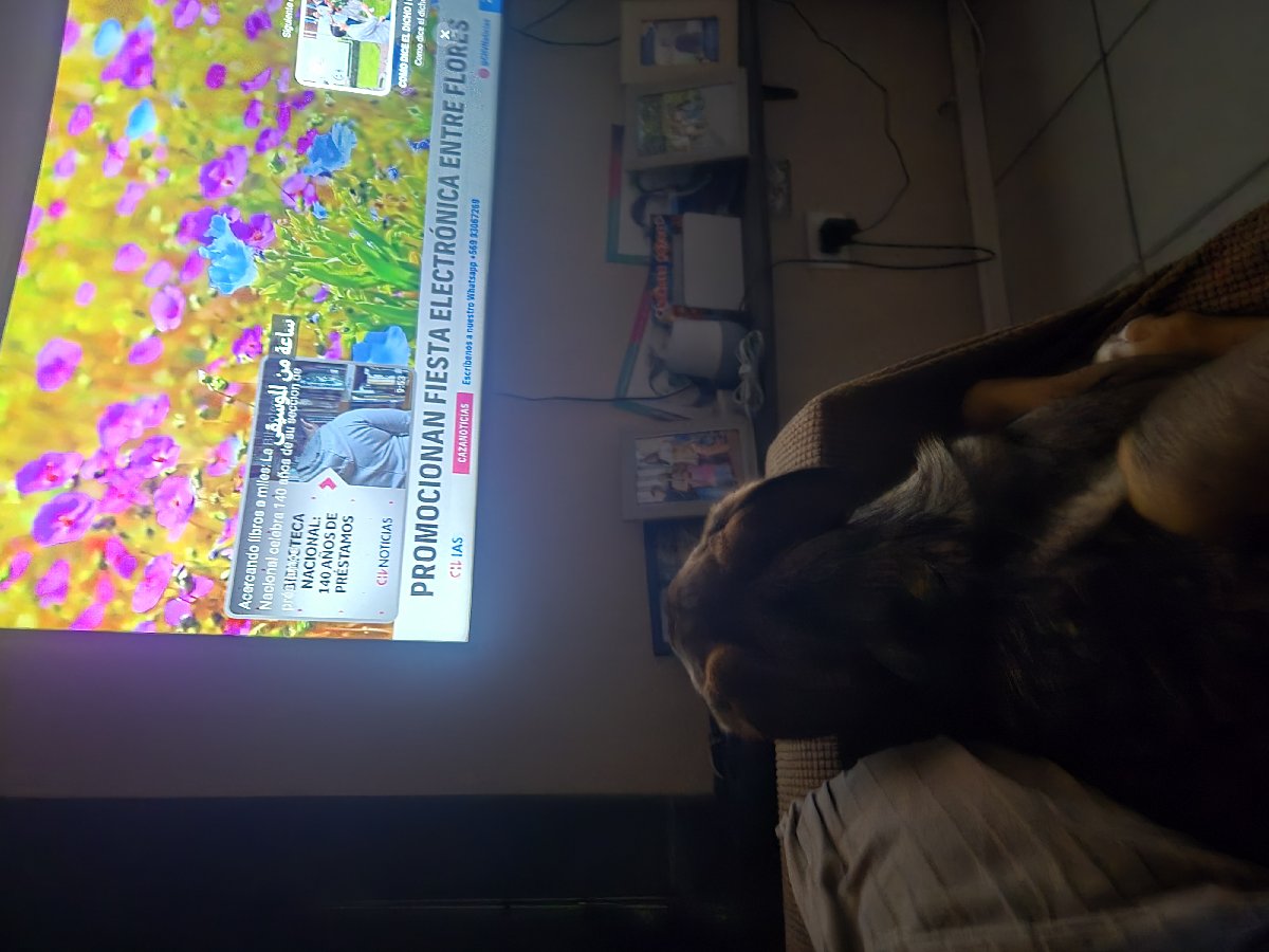 Foto de Perrito