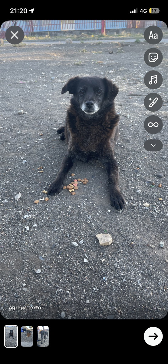 Foto de Perrito