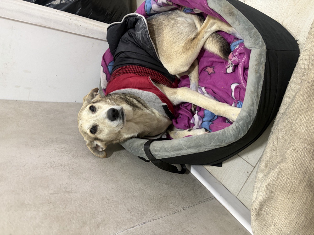 Foto de lobito, perro en adopción en Rancagua