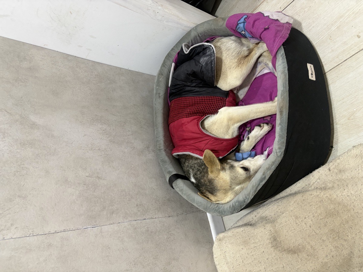 Foto de lobito