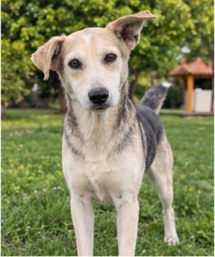 Foto de lobito