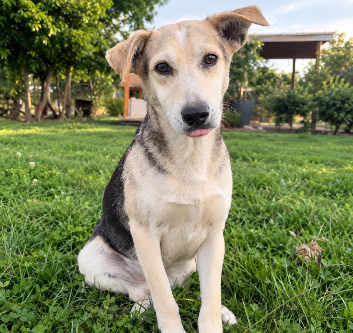 Foto de lobito