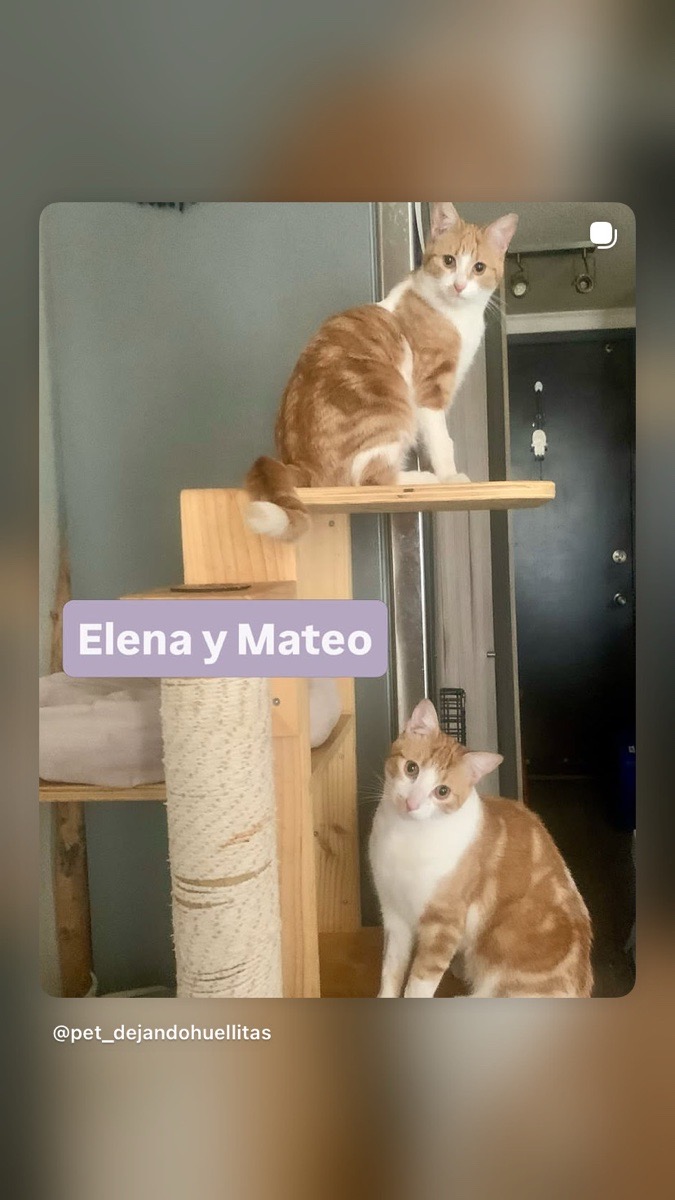 Foto de Elena y Mateo. Adopción doble., gato en adopción en Santiago