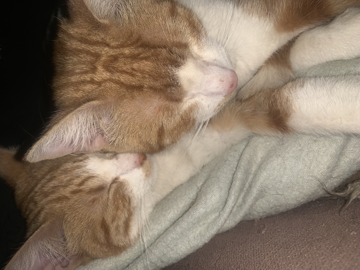 Foto de Elena y Mateo. Adopción doble.