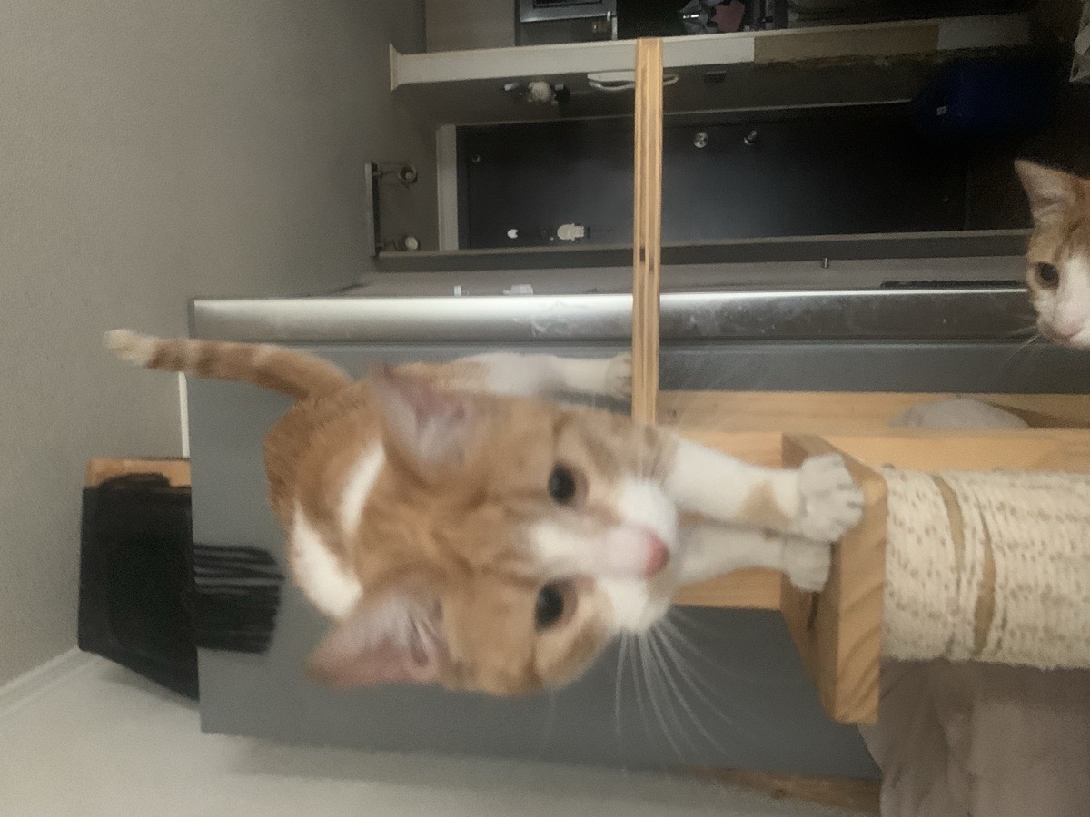 Foto de Elena y Mateo. Adopción doble.