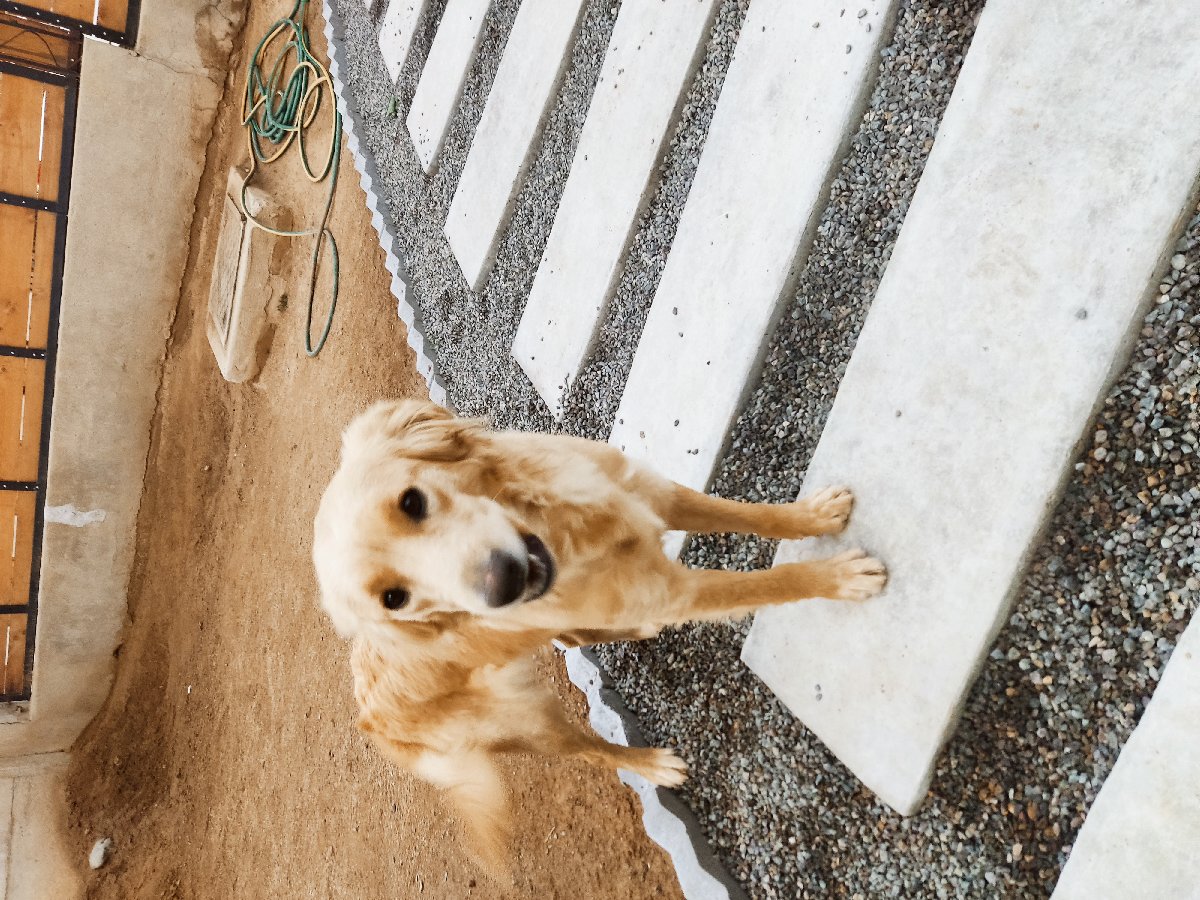 Foto de Perrito