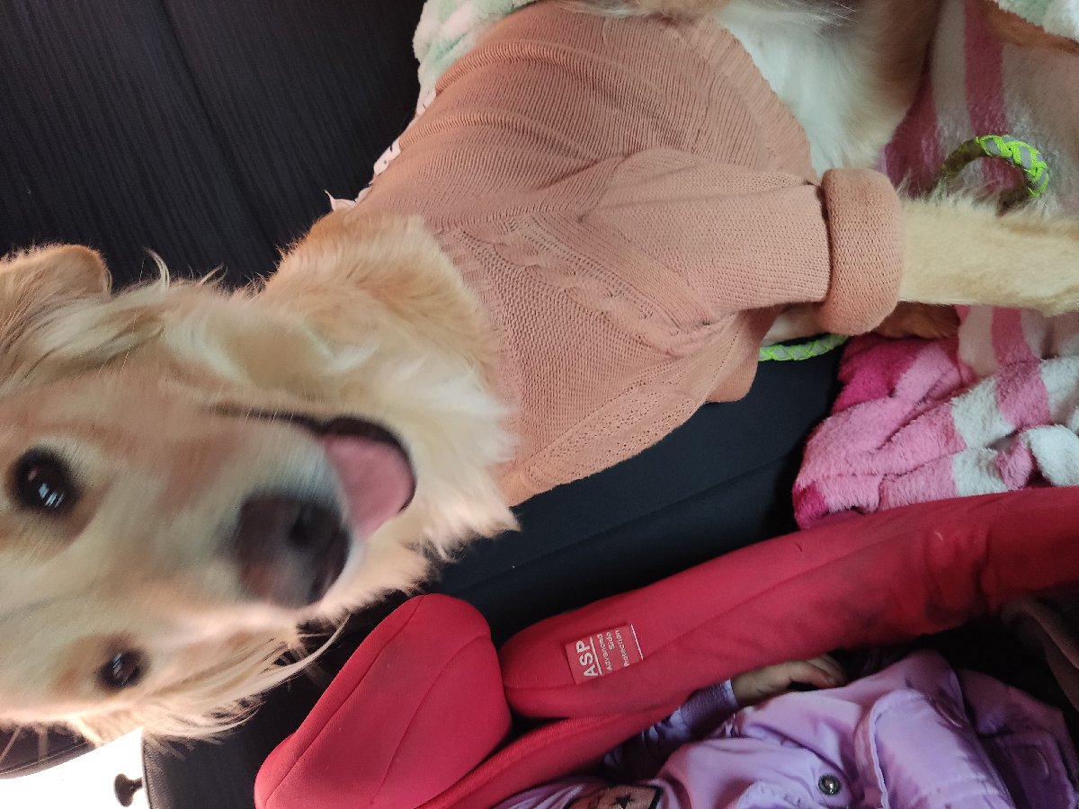 Foto de Perrito
