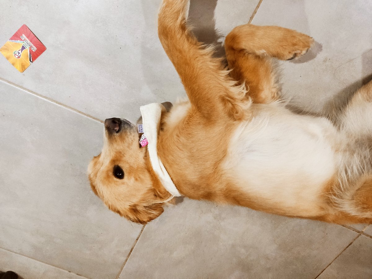 Foto de Perrito