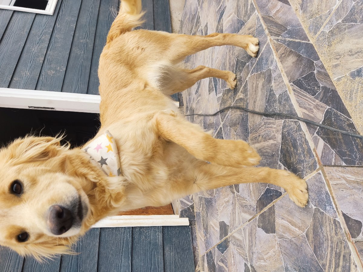 Foto de Perrito
