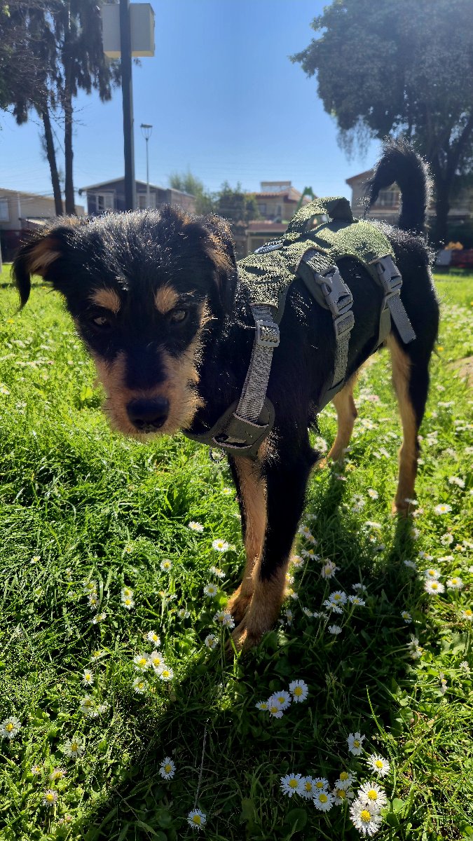 Foto de Milio