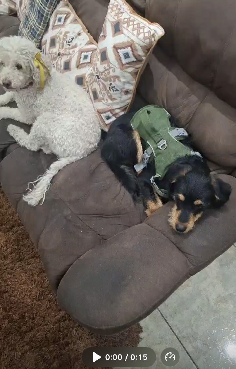 Foto de Milio