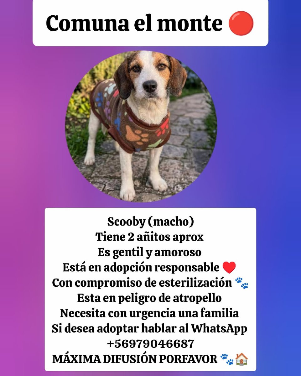 Foto de Scooby