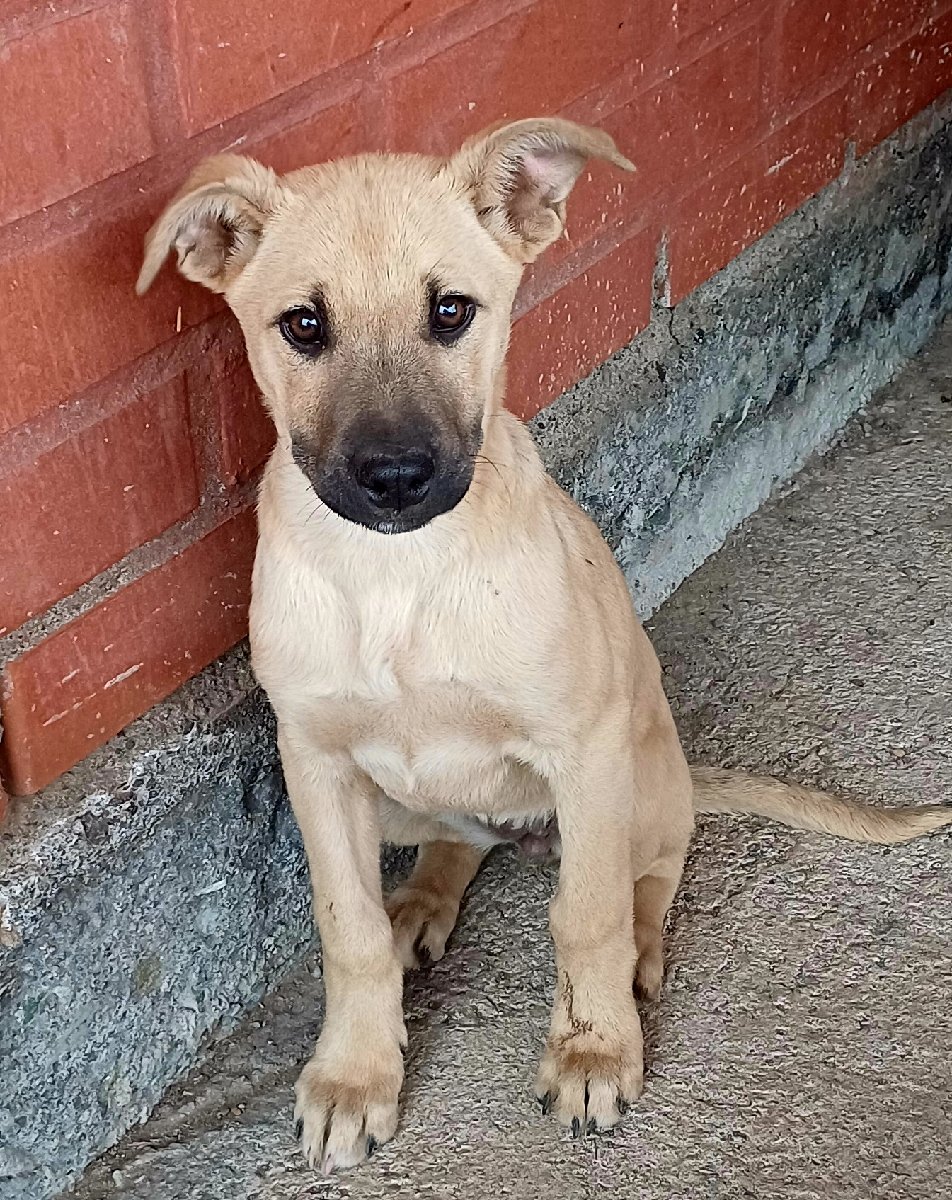 Foto de pepita