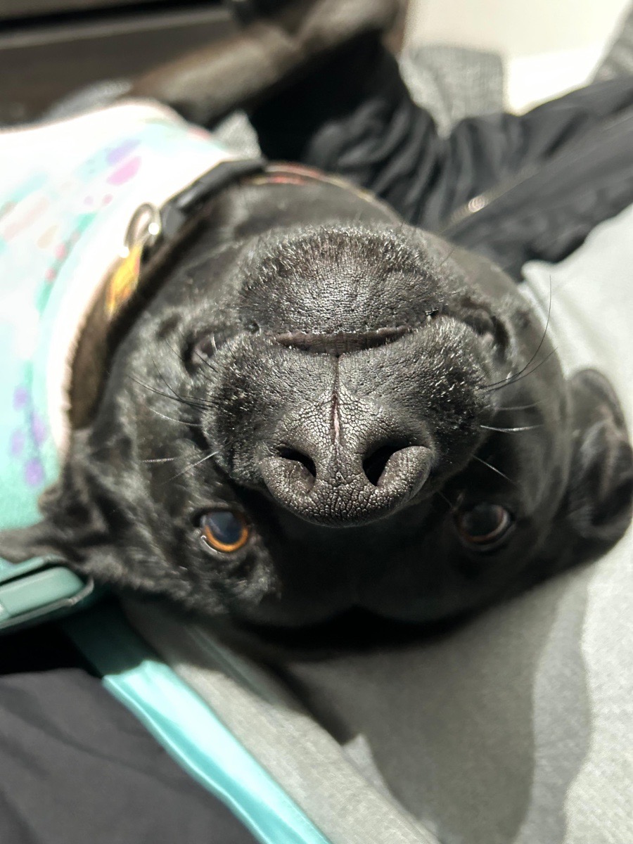 Foto de Bagheera