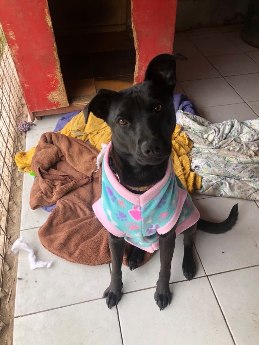 Foto de Bagheera