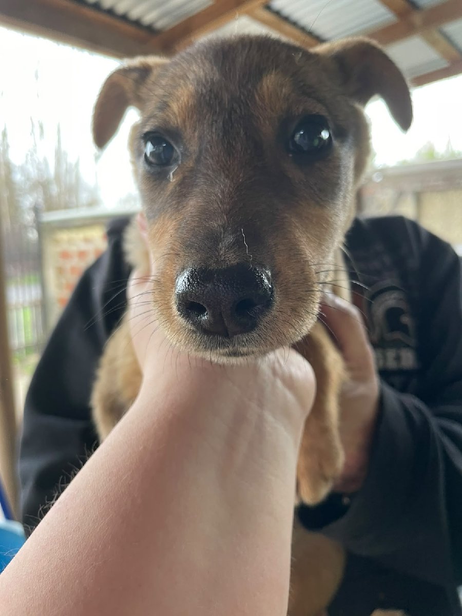 Foto de Laika