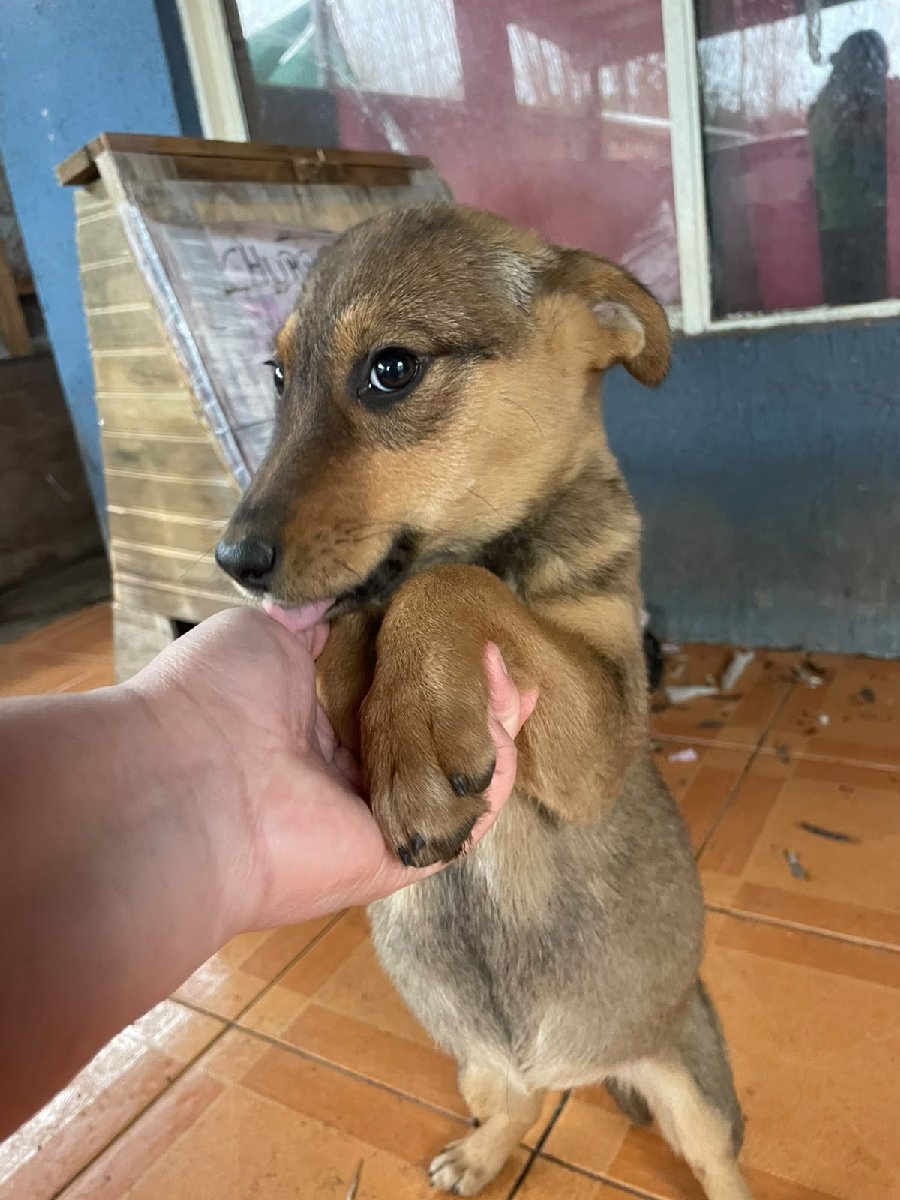 Foto de Laika