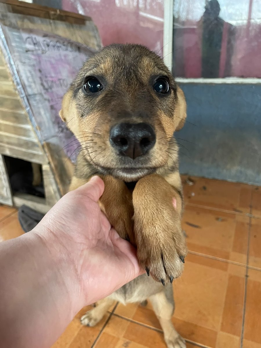Foto de Laika