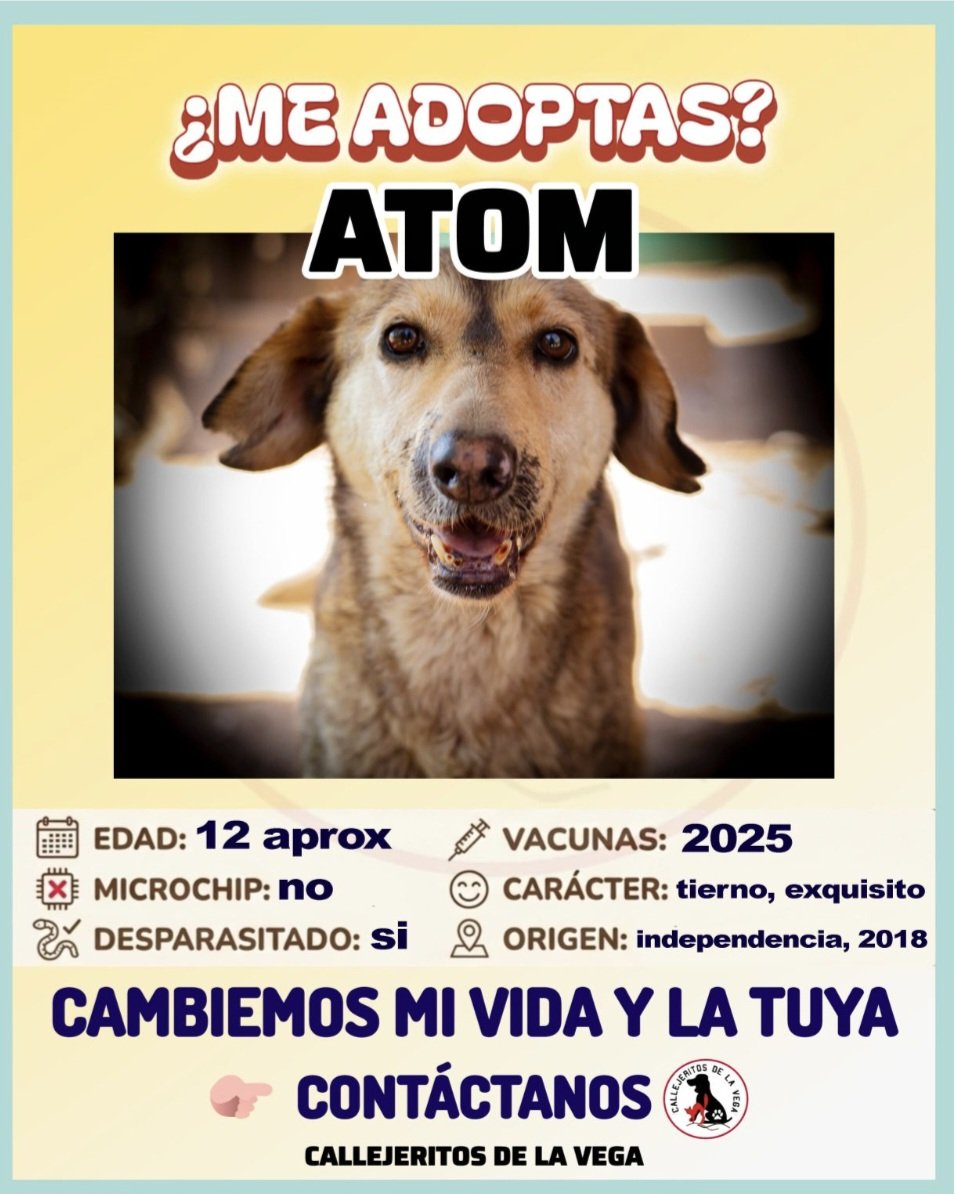 Foto de Perrito