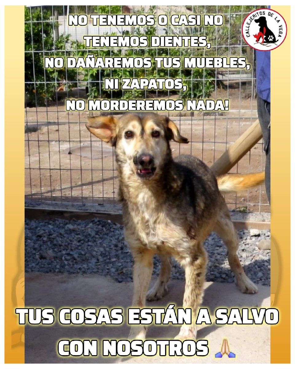 Foto de Perrito