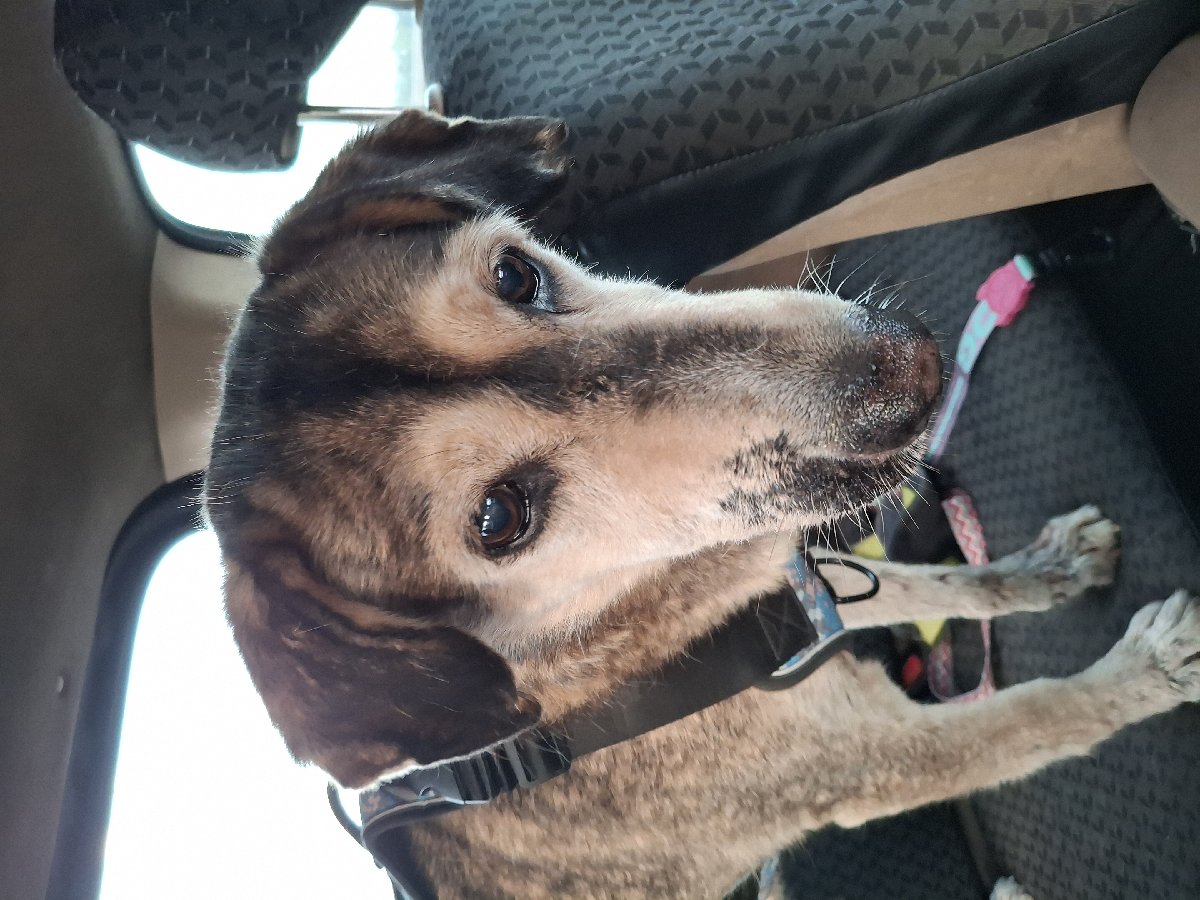 Foto de Perrito