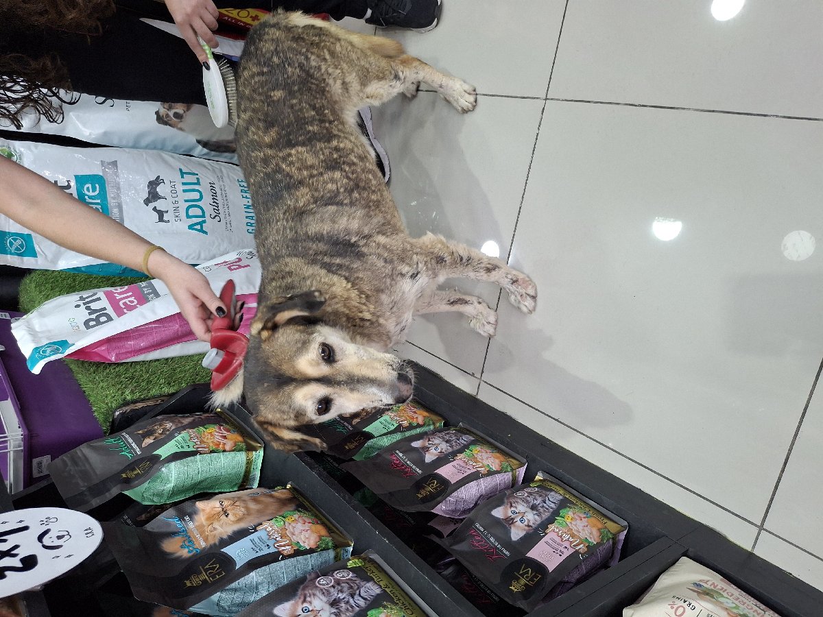 Foto de Perrito