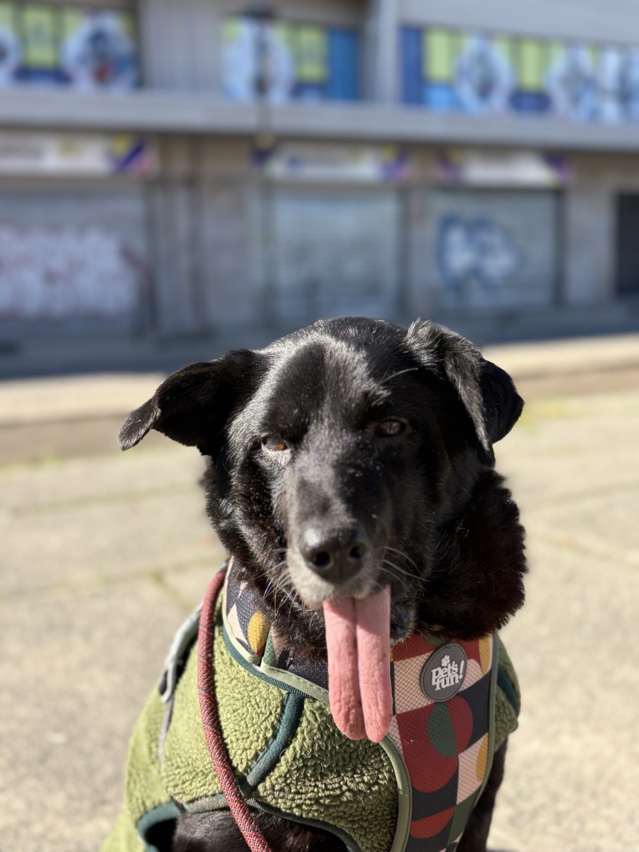 Foto de ColoColo 💖🐾