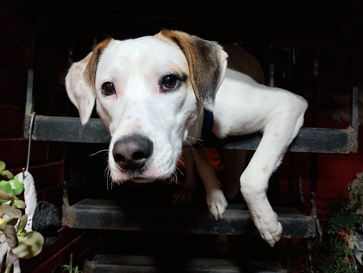 Foto de Otto