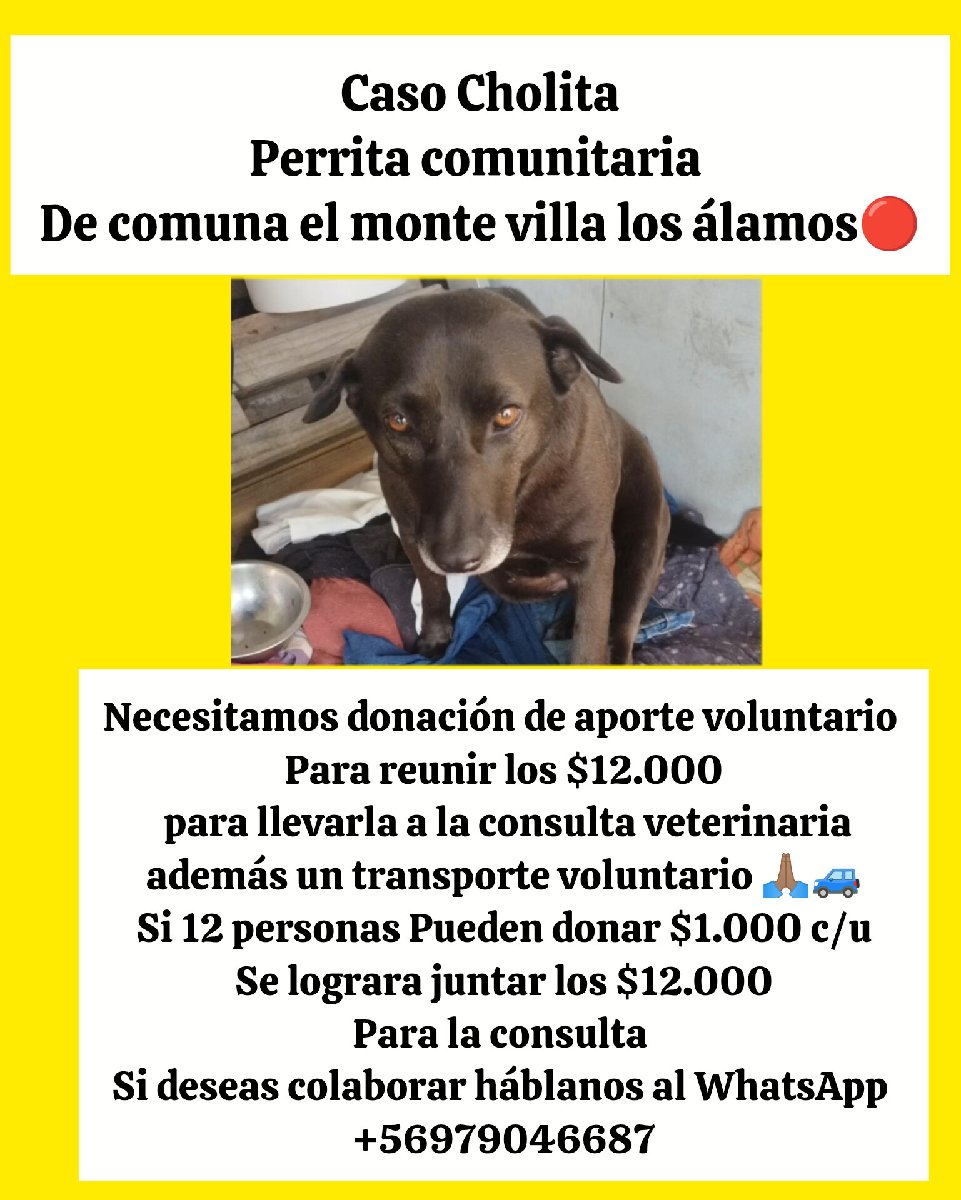 Foto de CHOLITA PERRITA COMUNITARIA NECESITA ATENCIÓN VETERINARIA URGENTE 🔴 AYUDENOS A DIFUNDIR PORFAVOR