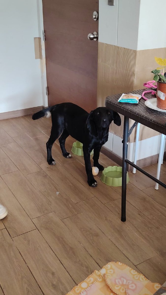 Foto de aceituna, perro en adopción en Talcahuano