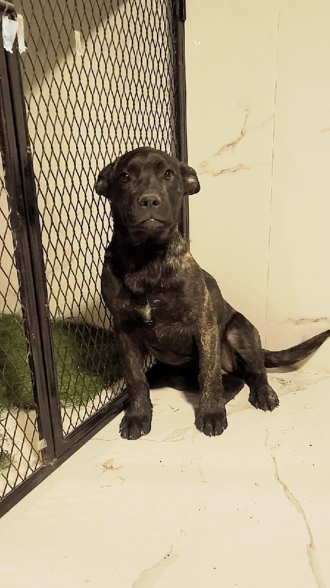 Foto de Perrito