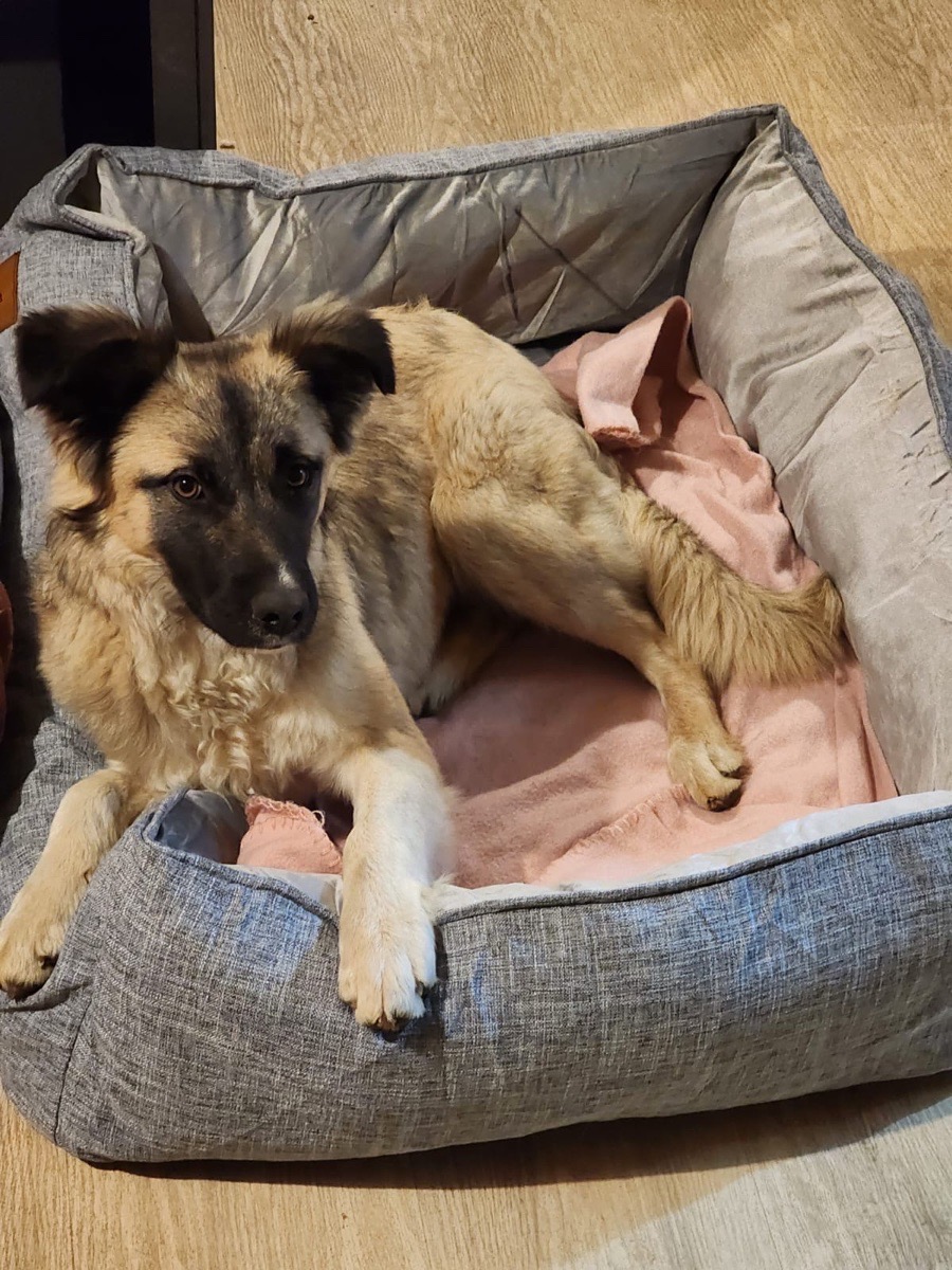 Foto de Charlotte, perro en adopción en Río Bueno