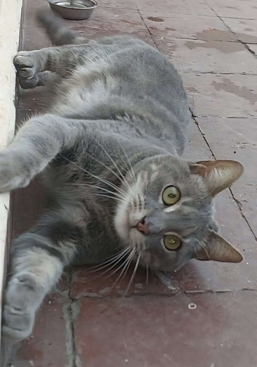 Foto de Gatito, gato en adopción en Independencia