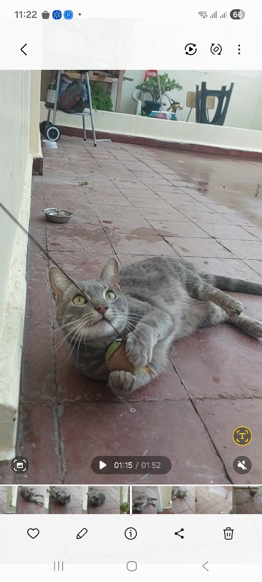 Foto de Gatito