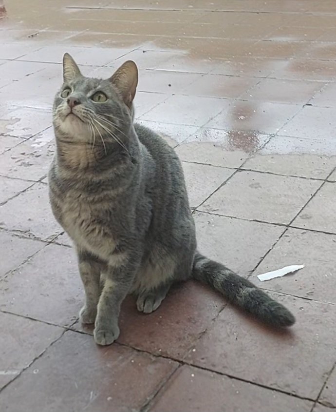 Foto de Gatito