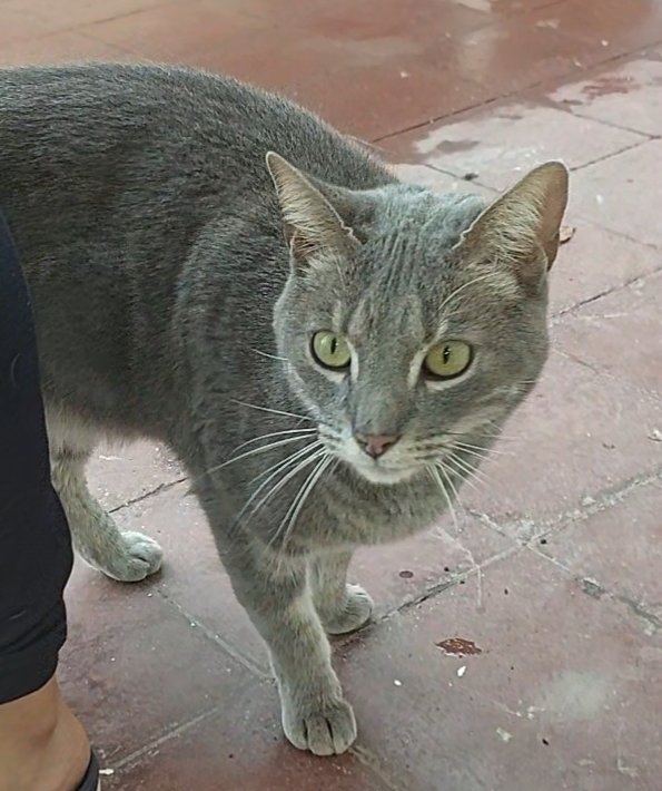 Foto de Gatito